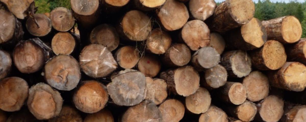 Características de la madera